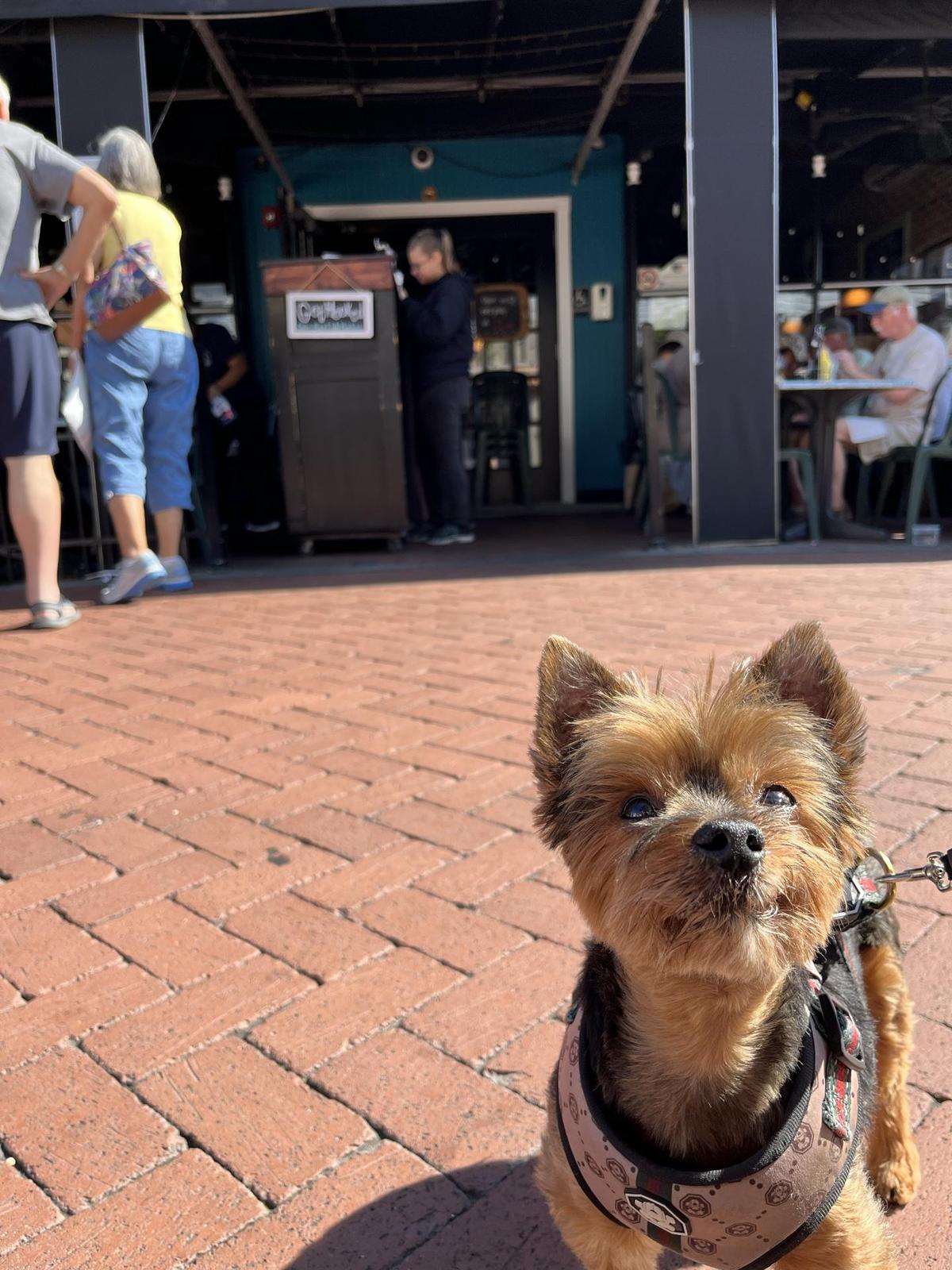 Cape May Fish Market restaurant view 1