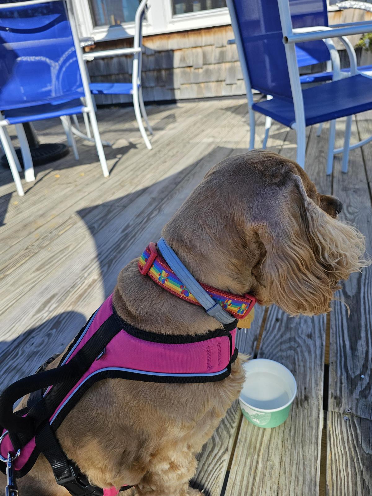 Shanty On the Shore restaurant view 2