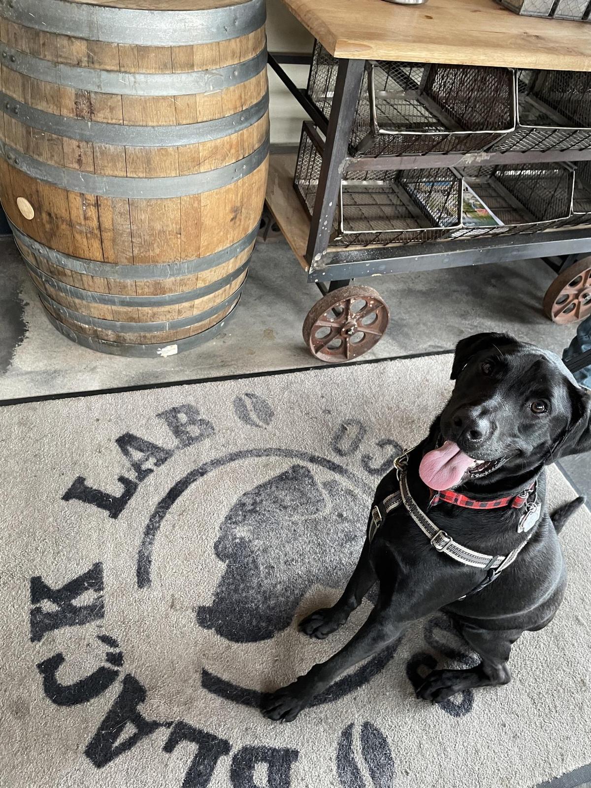 Black Lab Coffee Co Downtown restaurant view 1