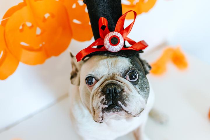 October’s Best Dog-Friendly Events