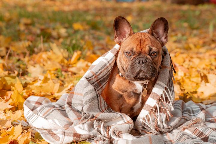 Dog-friendly Cottages available for rent on VRBO.