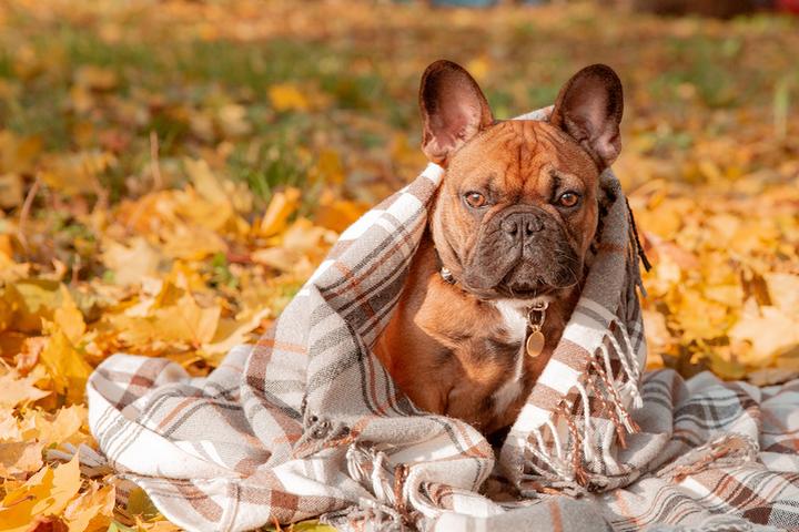 VRBO Cottage Rentals for Fido's Fall Break