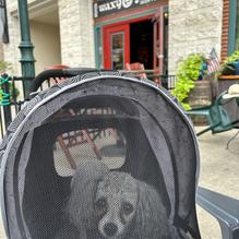 Waxy O'Shea's Irish Pub restaurant view 1