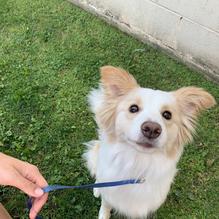 Superior Waffles restaurant view 2