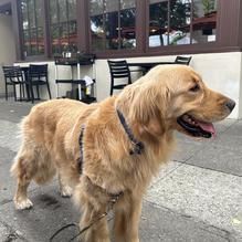 Cocha restaurant view 1