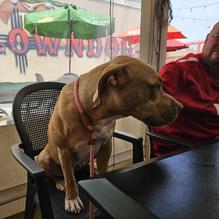 Clowndog Hot Dog Parlor restaurant view 1