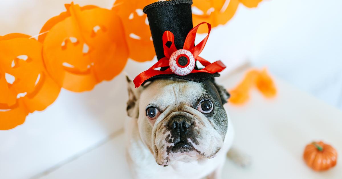 October’s Best Dog-Friendly Events