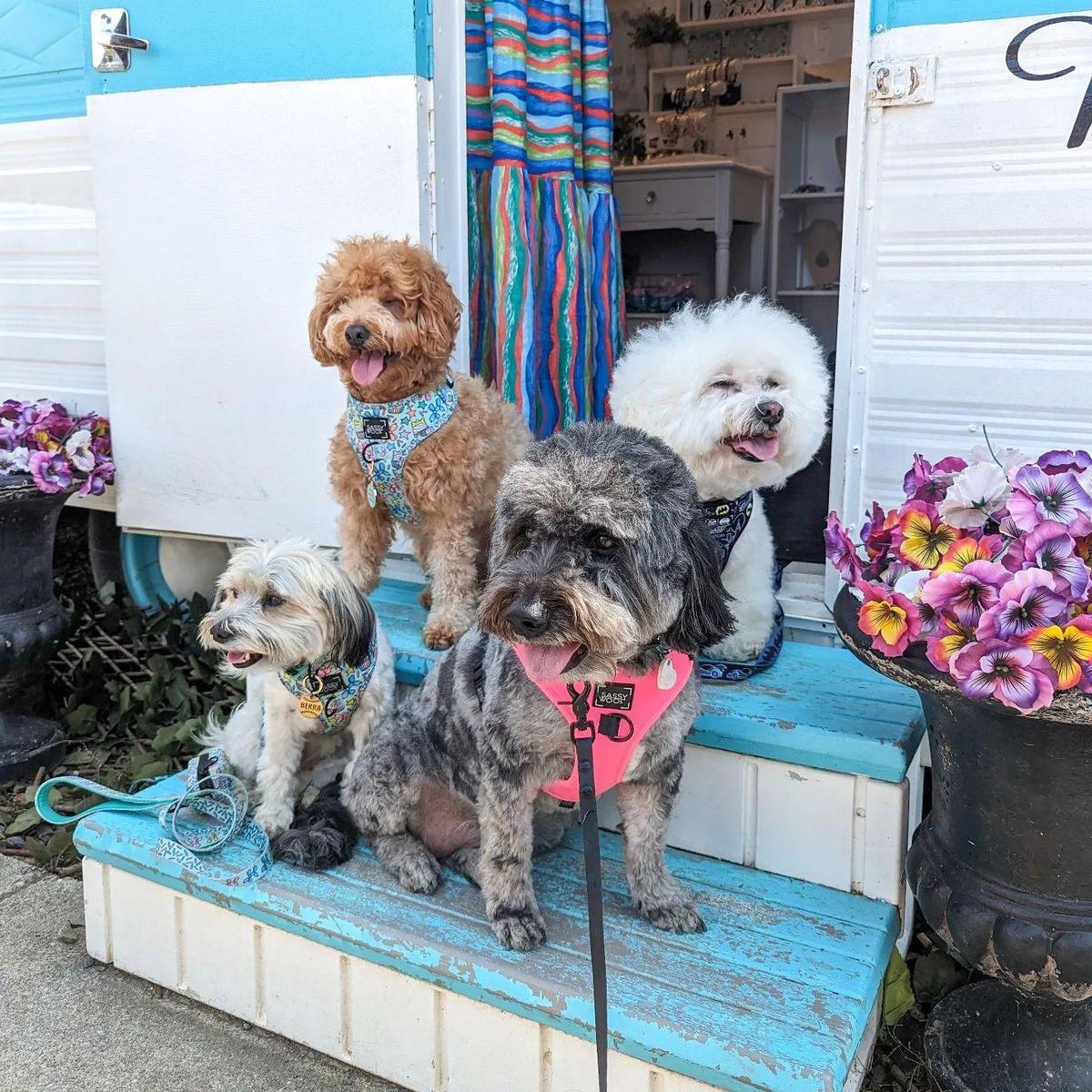 Vanish Brewery restaurant view 4