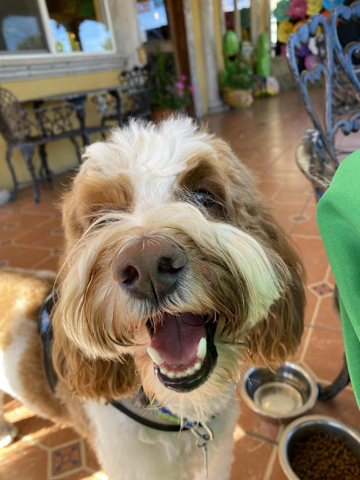 El Jacal Mexican Grill restaurant view 1