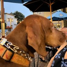 Gammon Coach House restaurant view 1