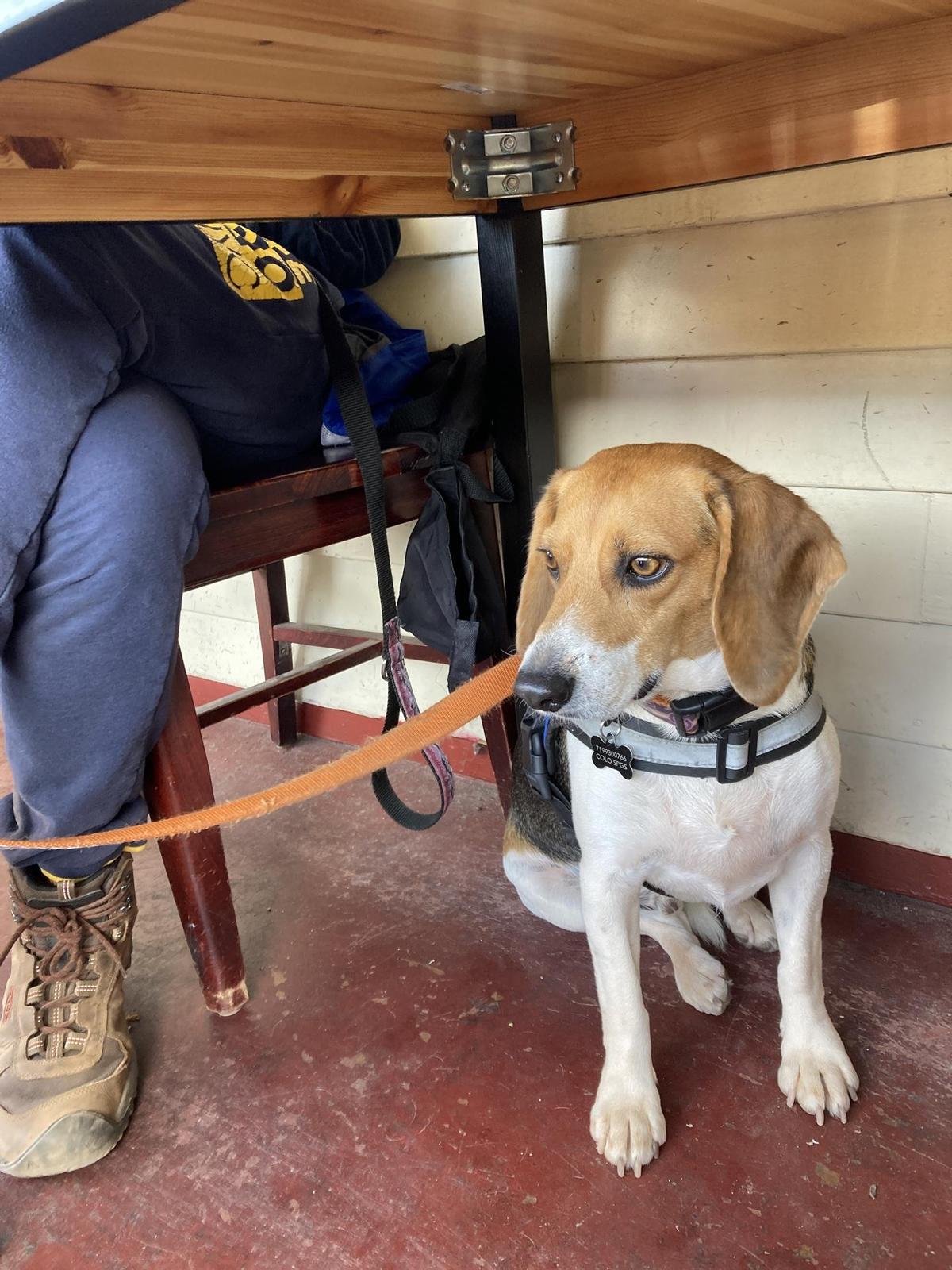 Persephone Grae's Cafe and Juice Bar restaurant view 1