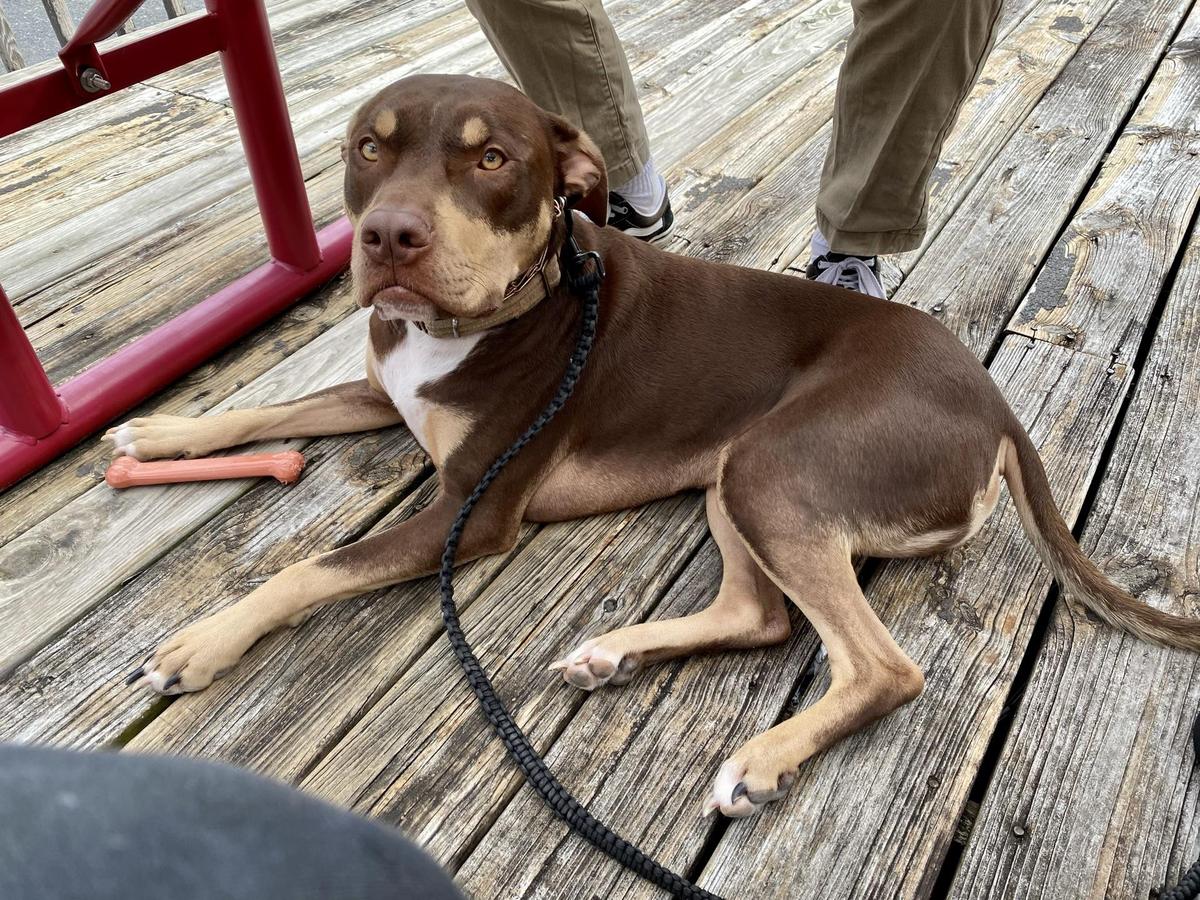 O'Neill's Grill restaurant view 1