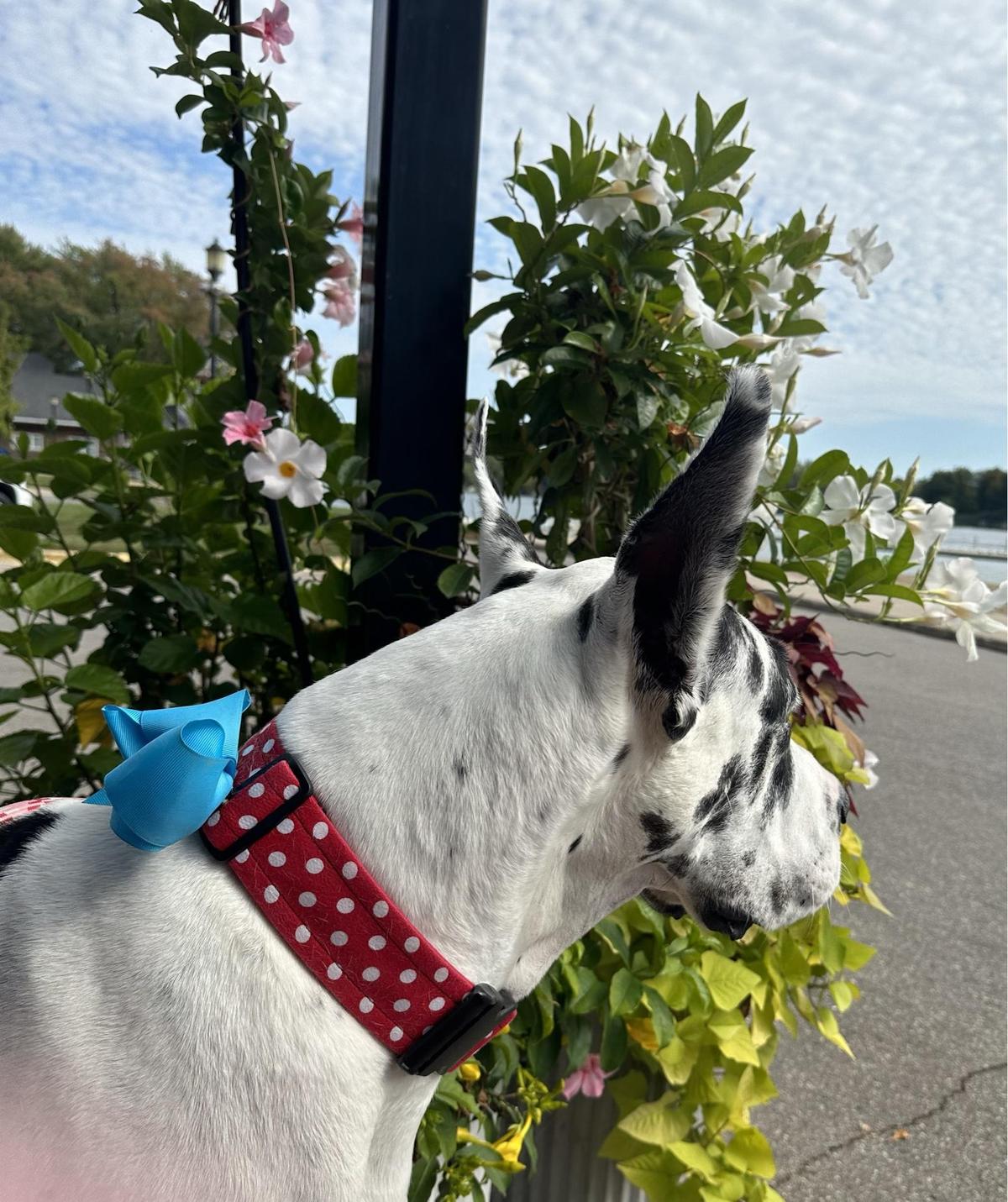 Buddy's on the Beach restaurant view 1