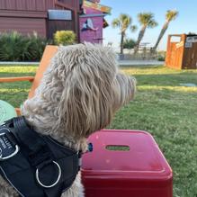 Truck Yard restaurant view 1