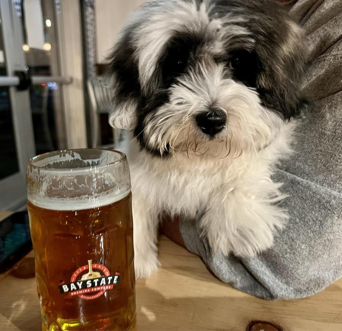 Bay State Brewery & Tap Room restaurant view 1