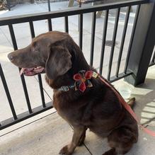 Bad Daddy's Burger Bar Chattanooga restaurant view 2