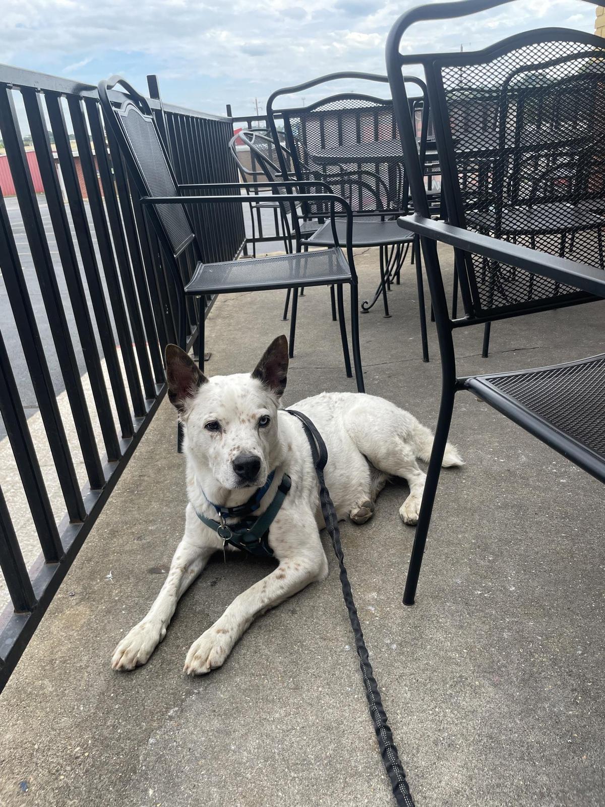 Brick Oven Pizza Co. of Harrison restaurant view 1