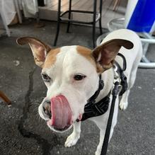 Spanky's Shenanigans Pub restaurant view 1