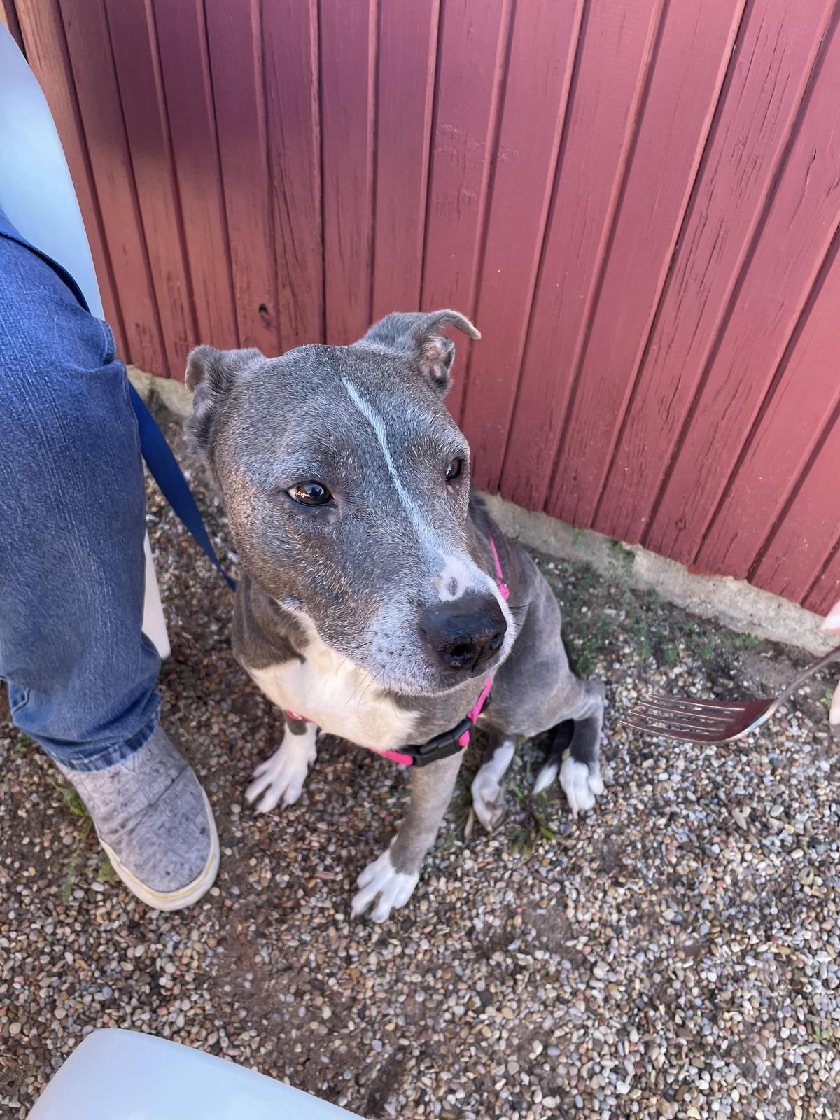 Rodeo Grill restaurant view 1