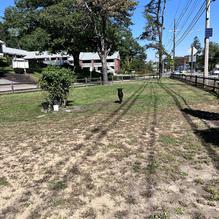 The Greenery Cafe restaurant view 1