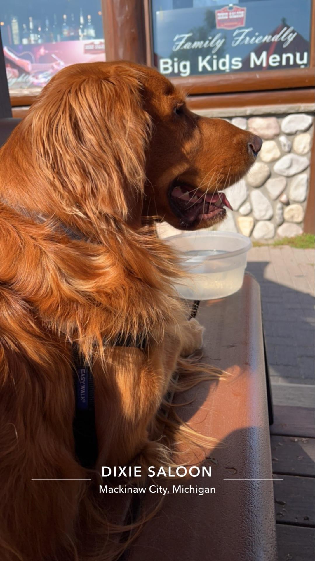 Dixie Saloon restaurant view 1