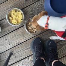 The Smiling Dog restaurant view 4