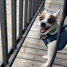 The Smiling Dog restaurant view 3