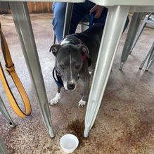 Sharon's Barbeque & Catering restaurant view 2