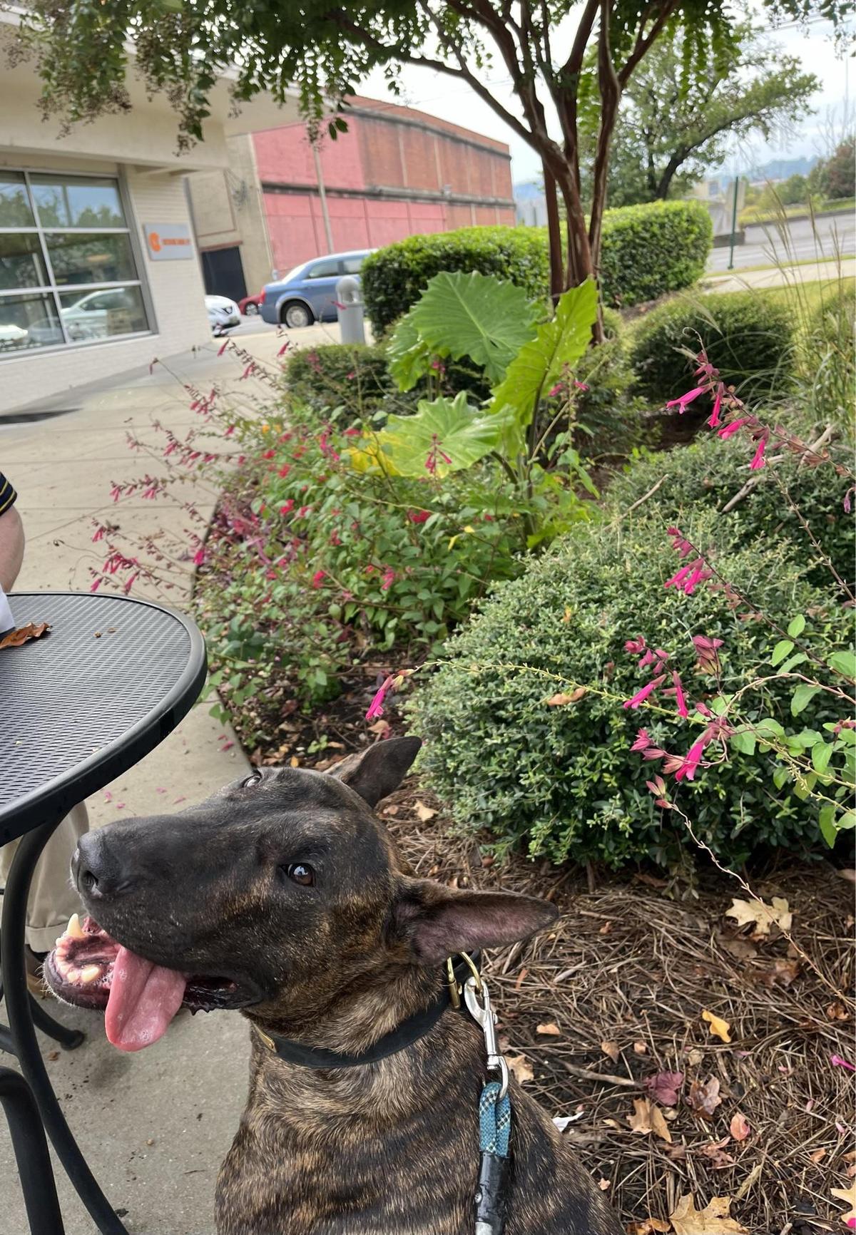 Crestline Bagel restaurant view 1