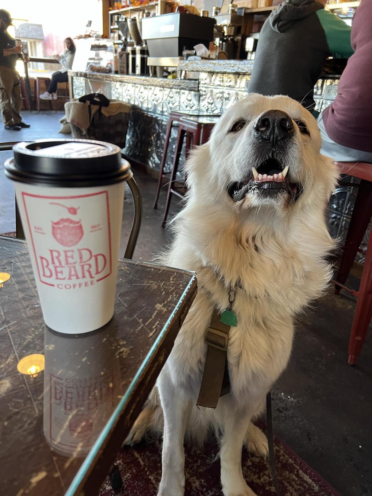 Red Beard Coffee restaurant view 1