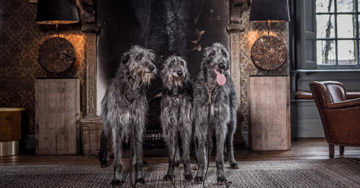 Spookiest Dog-Friendly Airbnb in Every State