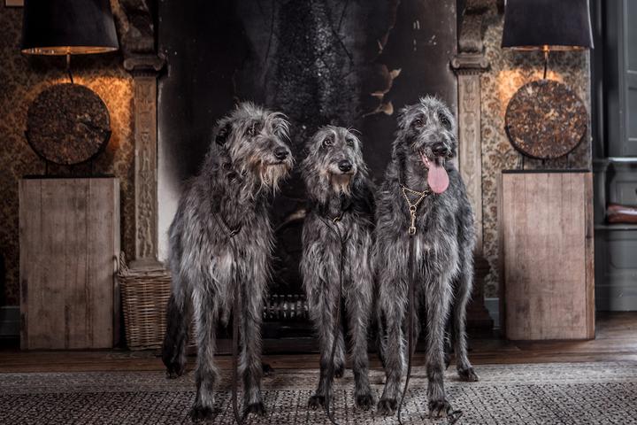 Dog-friendly haunted vacation rental Airbnbs.