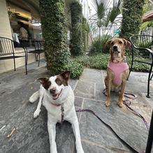 Hester's Cafe restaurant view 1