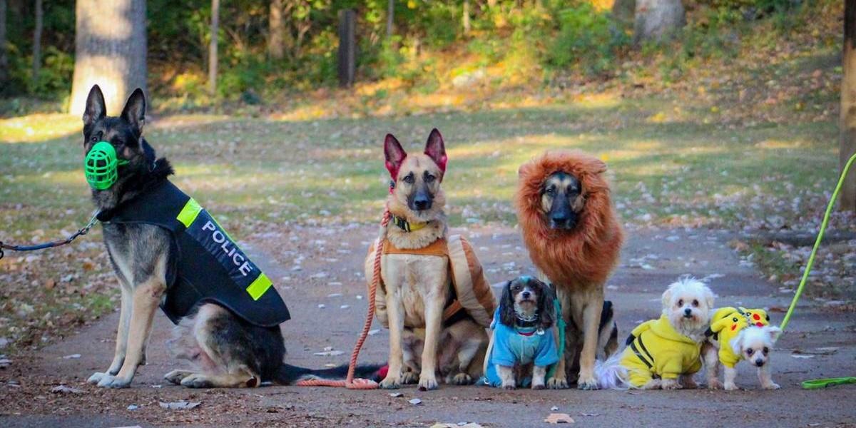 Police dog costume for german shepherd sales