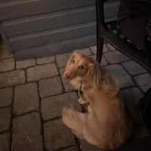 Thai Martinsburg Restaurant restaurant view 1