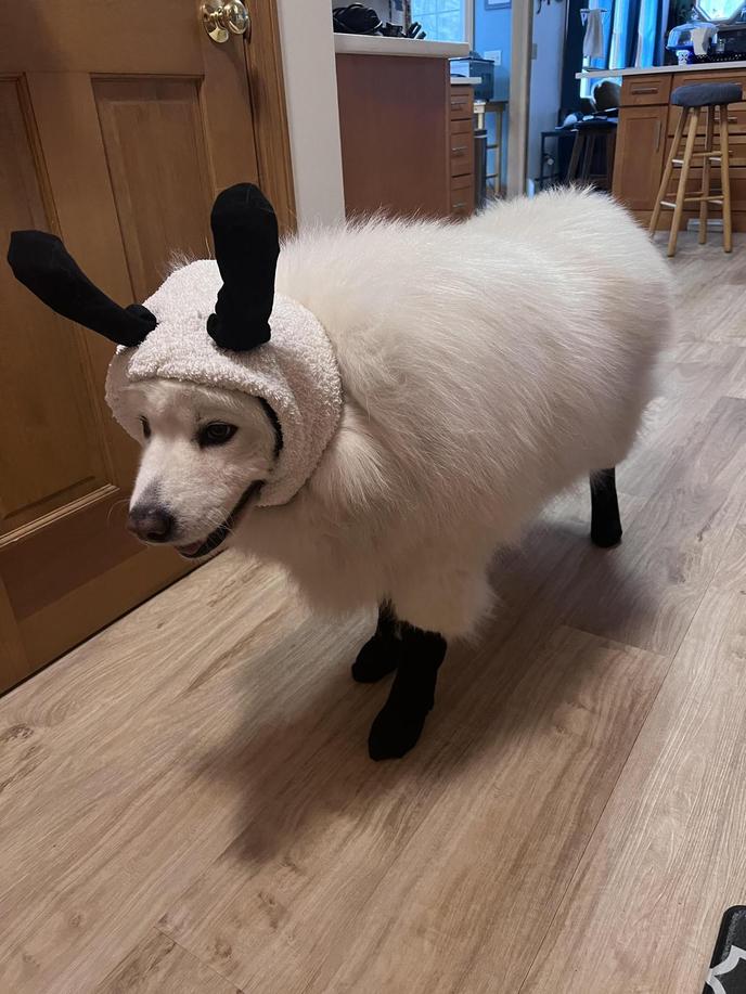 Dog dressed as clearance sheep
