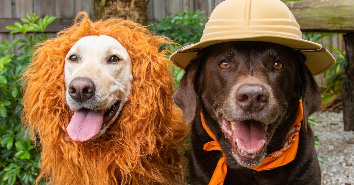 Top Dog Costumes of 2023