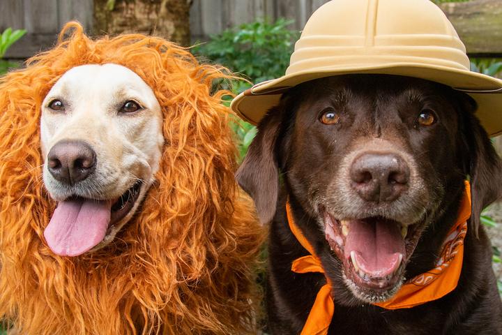 Dogs dressed in Halloween costumes as a lion and a zookeeper.