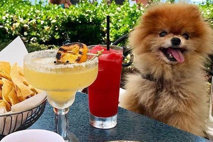 A Pomeranian enjoys a pet-friendly patio in Orange County