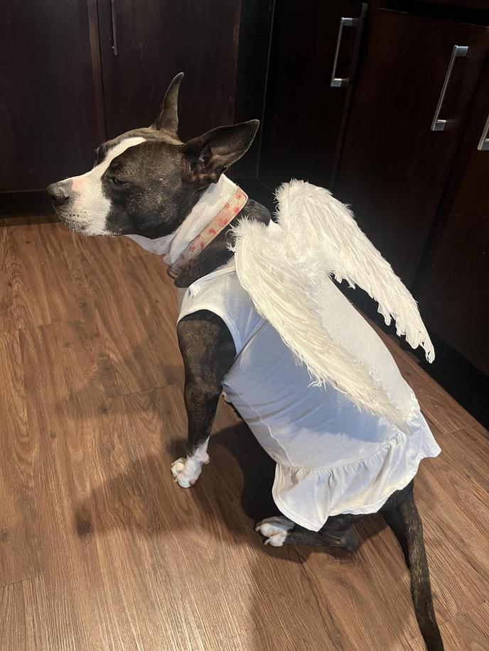 Dog sales halo costume