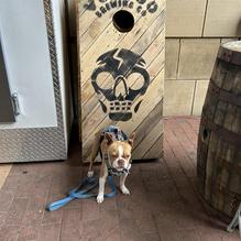 Voodoo Brewing Co. - Pittsburgh Pub restaurant view 1