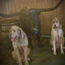 Kemah Steak Company restaurant view 3