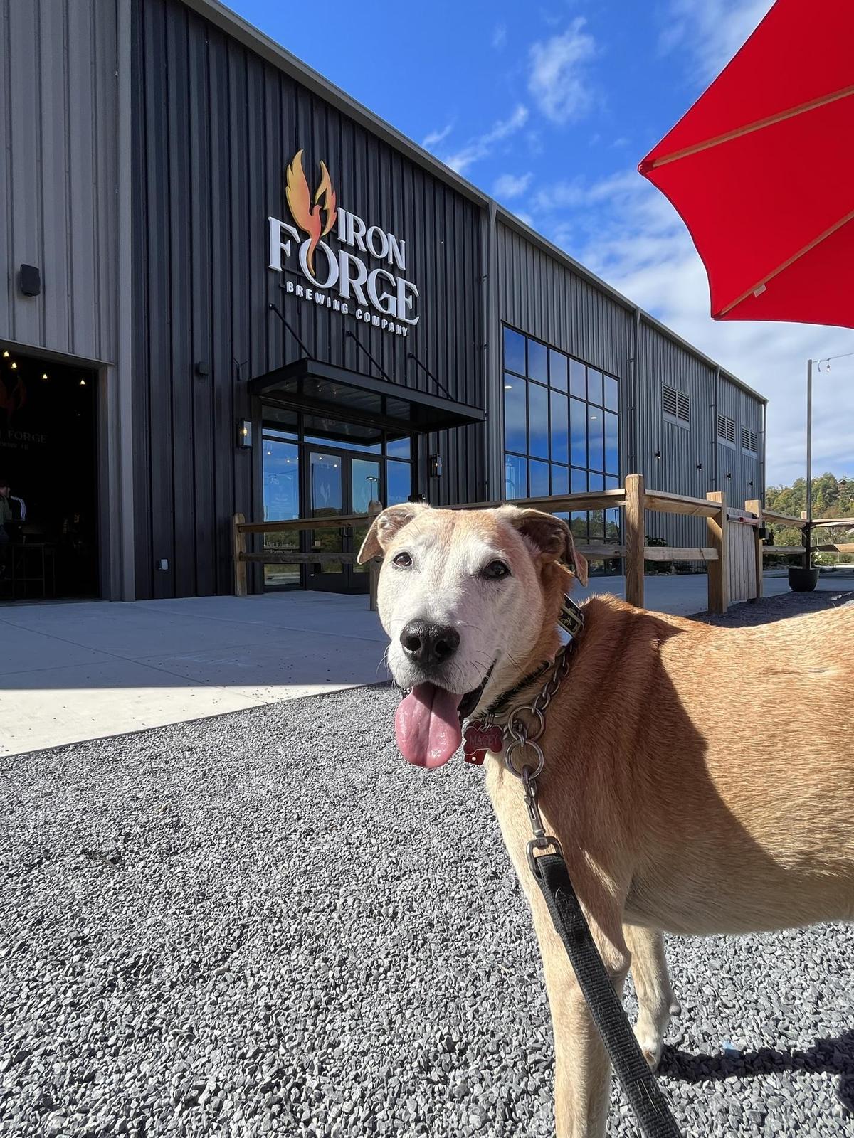 Iron Forge Brewing Company restaurant view 3