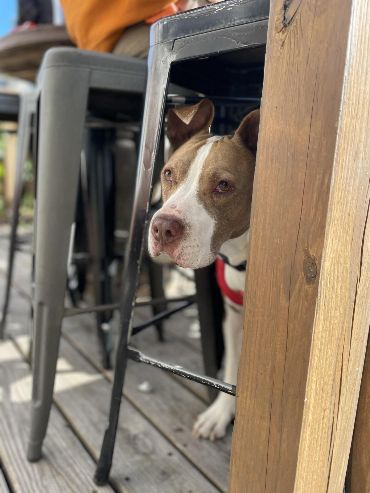 Twisted Rail Brewing Company restaurant view 2