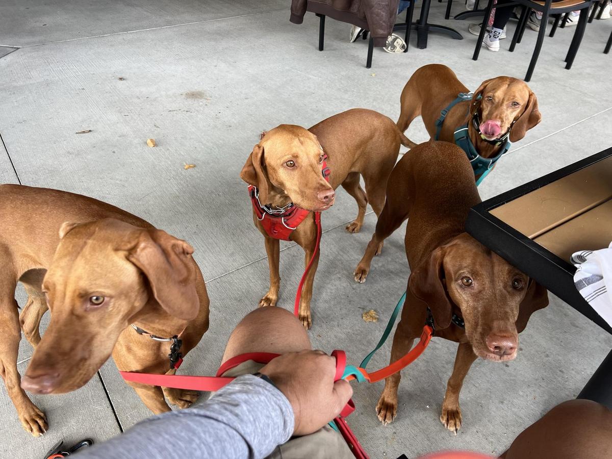 58 West restaurant view 6