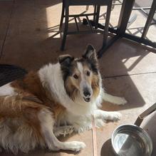 The Golden Pig restaurant view 3