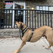 Buell Street Bistro restaurant view 1