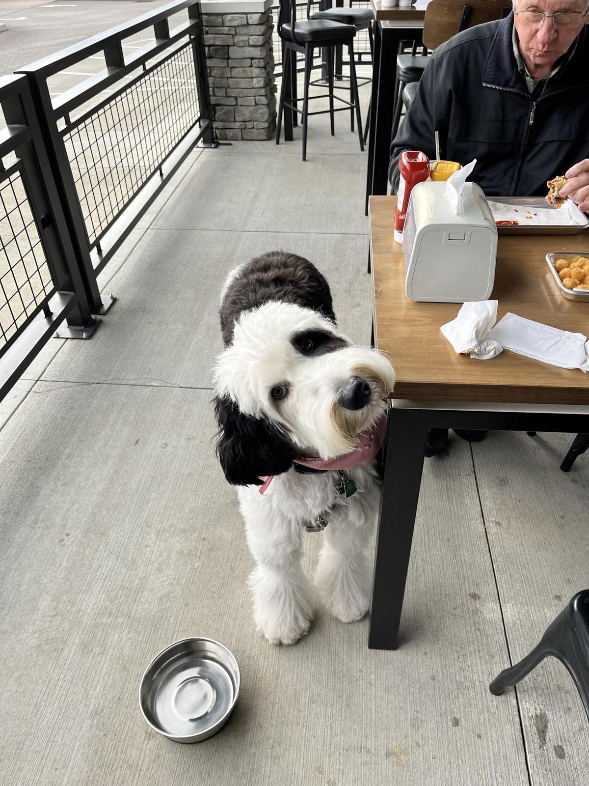 Image of Dog Haus Biergarten