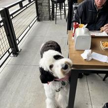 Dog Haus Biergarten restaurant view 1