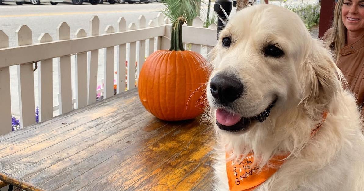 Halloween Pet Parade & Anniversary Party — The Dining Dog and Friends